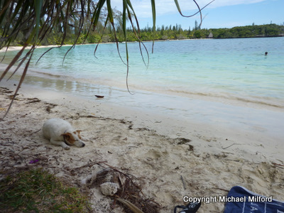 Isle of Pines dogs